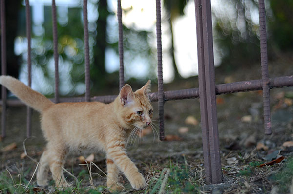 茶トラ猫　子猫