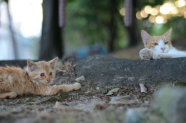 茶トラ猫　子猫　茶白猫