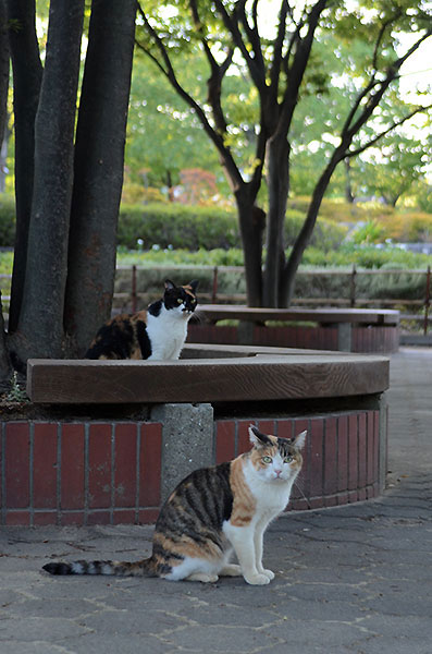 三毛猫　縞三毛猫