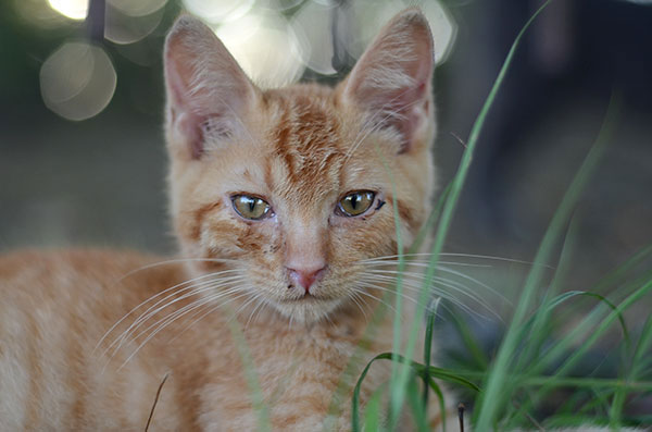 茶トラ猫　子猫