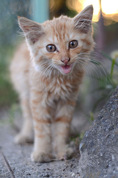 茶トラ猫　子猫　長毛