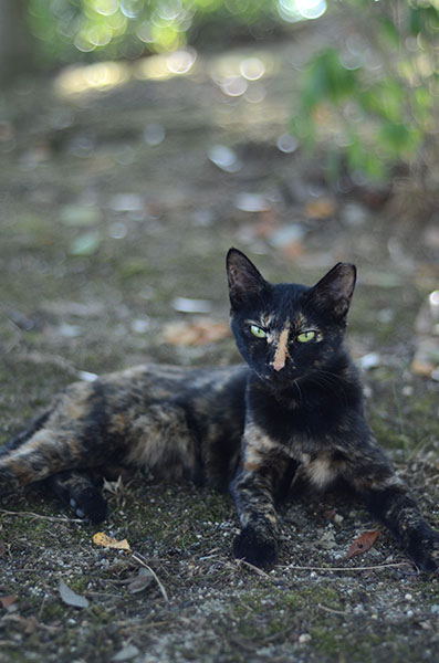 サビ猫　べっこう猫