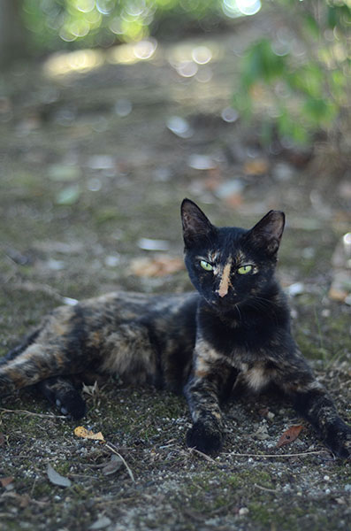 サビ猫　べっこう猫