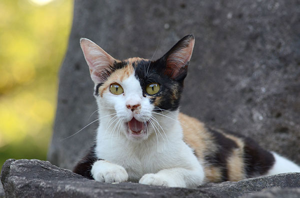 三毛猫　子猫