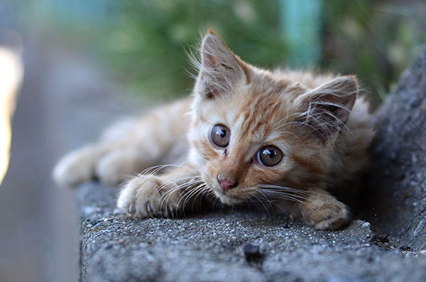 茶トラ猫　長毛　子猫