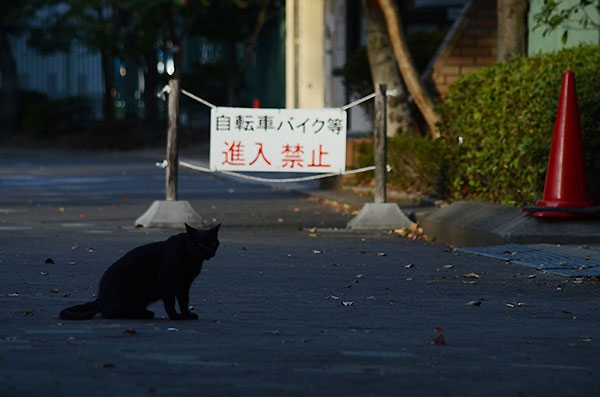 黒猫