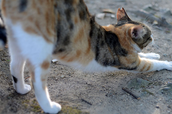 縞三毛猫