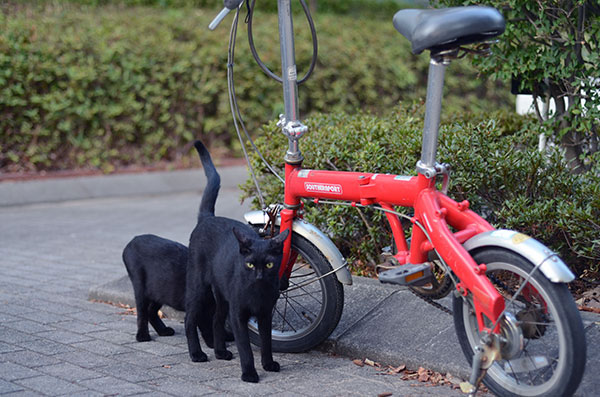 黒猫　赤い自転車