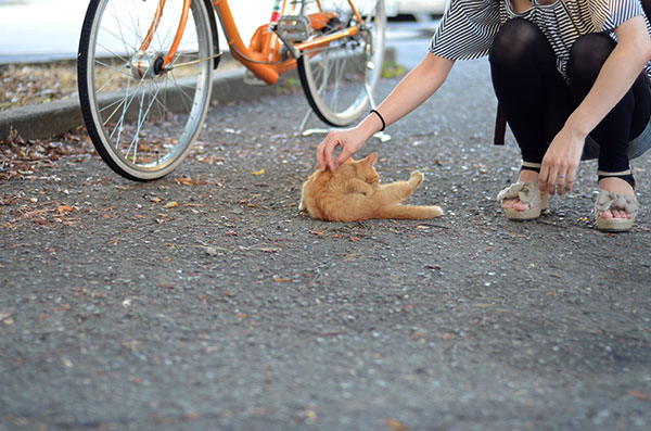 茶トラ猫　子猫