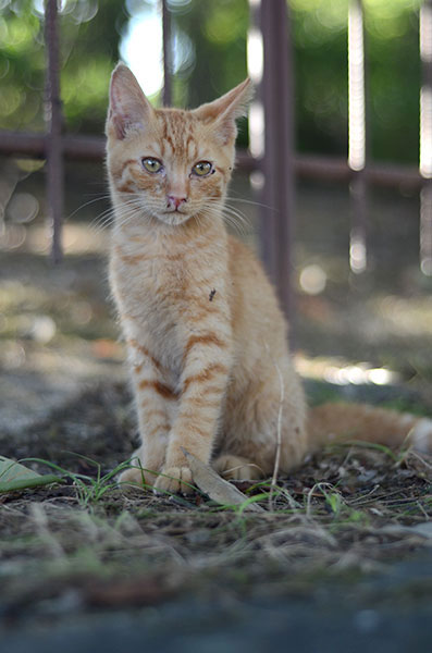 茶トラ猫　子猫