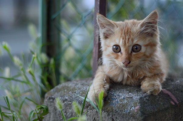 茶トラ猫　子猫