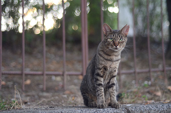 キジトラ猫　子猫