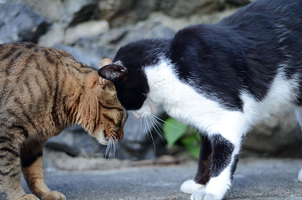 キジトラ猫　白黒猫　はちわれ猫