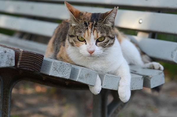 縞三毛猫　ベンチ