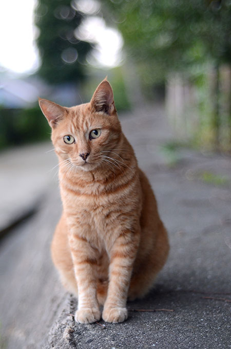 茶トラ猫　チビちゃん