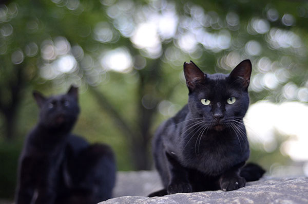 黒猫