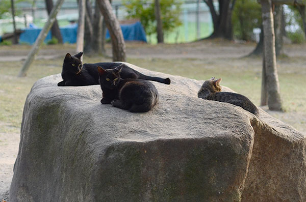 黒猫　キジトラ猫
