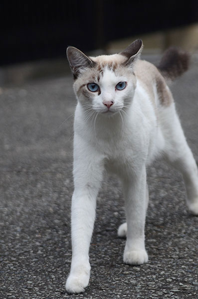 白猫　シャム猫風