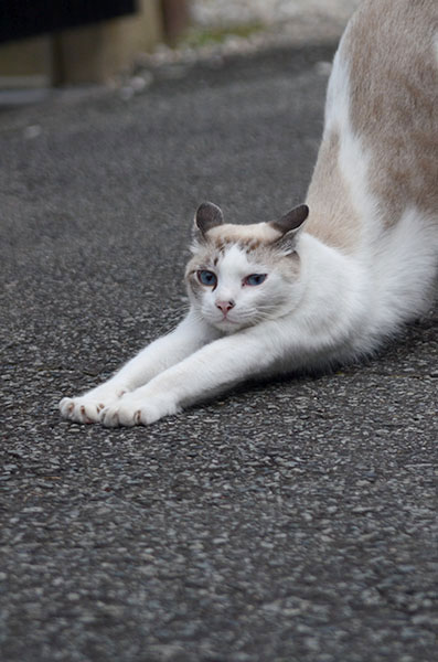 白猫　シャム猫風