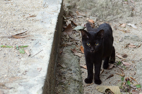 黒猫　子猫