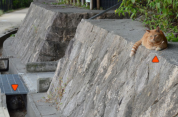 サバトラ猫　茶トラ猫