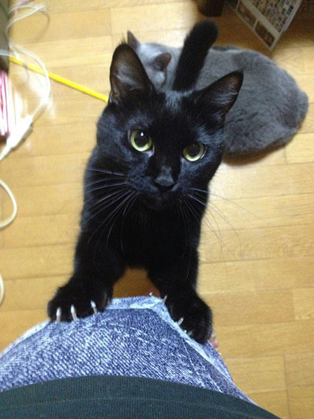 まっちゃん　黒猫