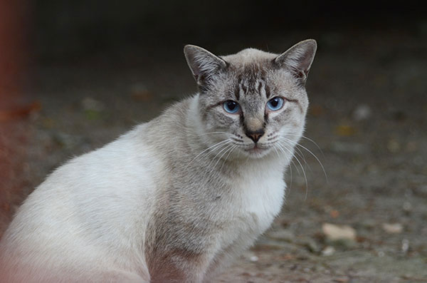 白猫　シャム猫風