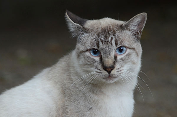 白猫　シャム猫風