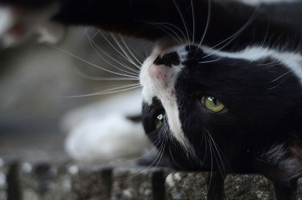 白黒猫　はちわれ猫