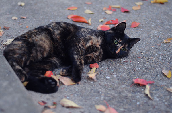 サビ猫　べっこう猫　落ち葉