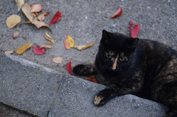 サビ猫　べっこう猫　落ち葉