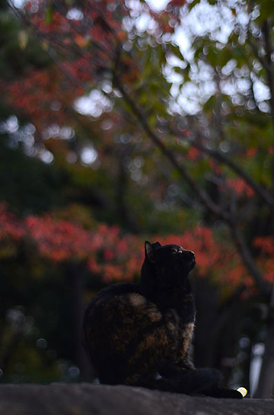 サビ猫　べっこう猫　紅葉