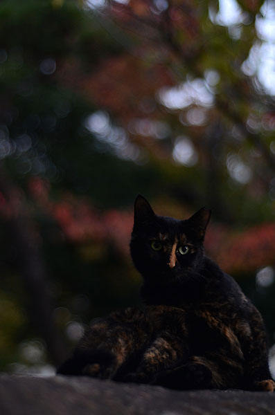 サビ猫　べっこう猫　紅葉