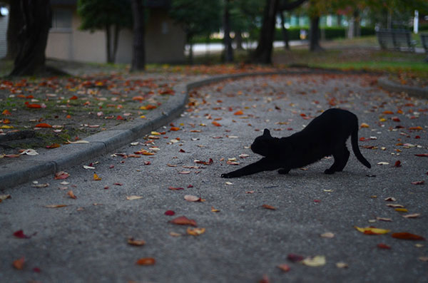 黒猫　落ち葉