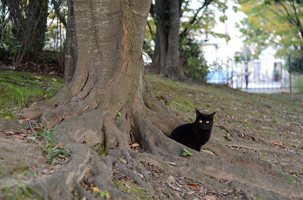 黒猫