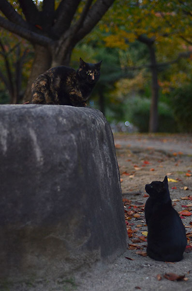 サビ猫　べっこう猫　黒猫