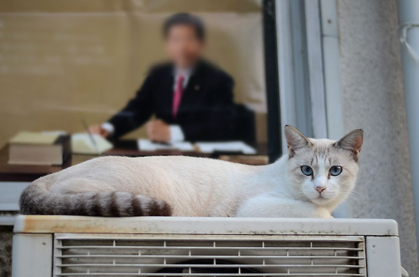 キジ白　猫白猫　シャム風