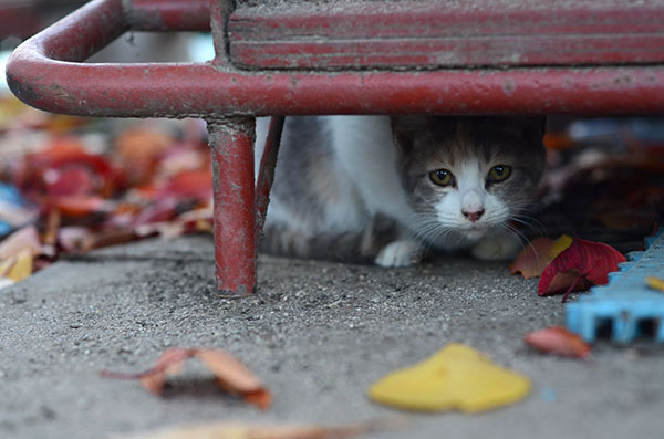 縞三毛猫　子猫