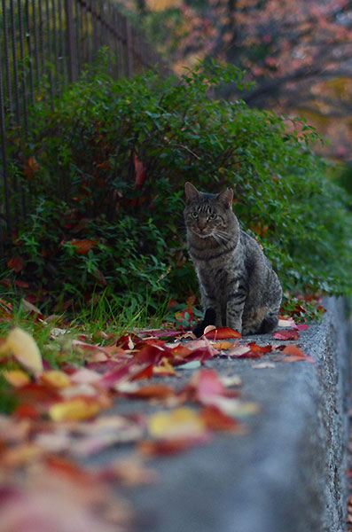 キジトラ猫　落ち葉