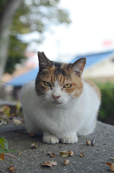 ミケちゃん　縞三毛猫　どんぐり