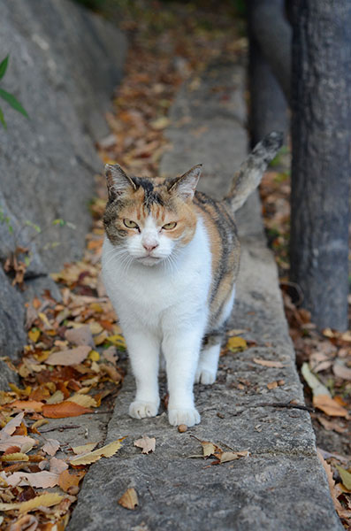 ミケちゃん　縞三毛猫