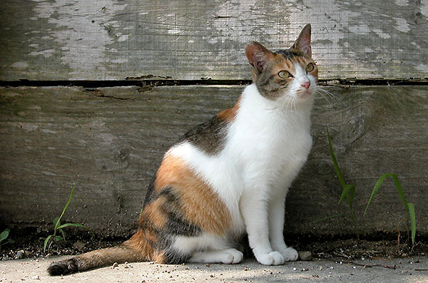 ミケちゃん　縞三毛猫