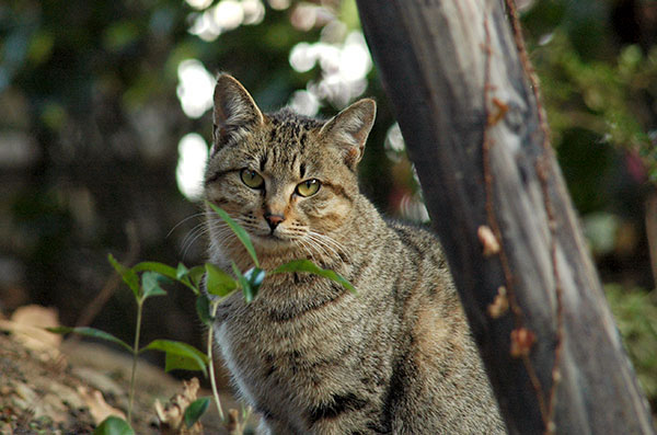 キジトラ猫