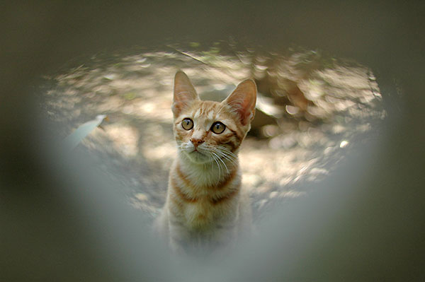 茶トラ猫　茶白猫　子猫