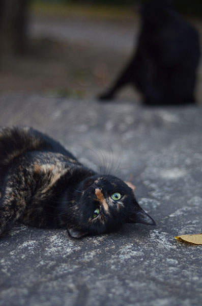 サビ猫　べっこう猫