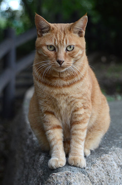 チビちゃん　茶トラ猫