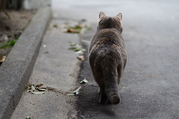 カナちゃん　パステルさび猫　べっこう猫