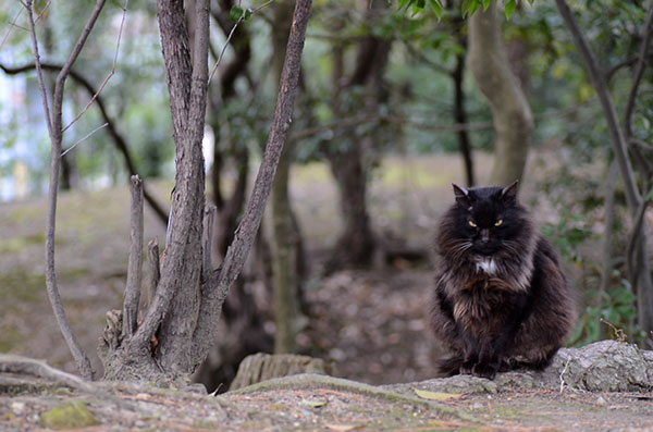 黒猫　長毛