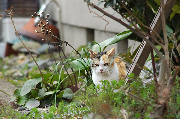 縞三毛猫