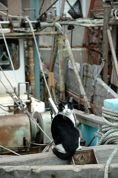 白黒猫　はちわれ猫